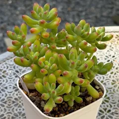 花芽付き ツンツン 赤いホッペの～⭐️ルビーティント⭐️多肉 寄せ植え つぶつぶ 2025年最新】ルビーティント 多肉植物の人気アイテム - メルカリ