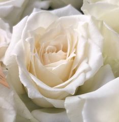 切り花　S3P4NND5A1　R1A2H3T1A2M3★「生涯を共に歩む」という名のバラ★挿し木苗