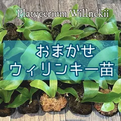 2024年最新】コウモリラン鉢の人気アイテム - メルカリ