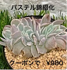 パステル錦綴化 多肉植物 多肉 エケベリア 錦 斑入り 綴化 レア苗