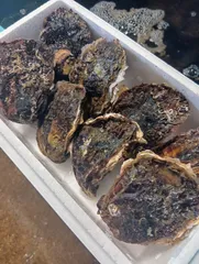 三重県産 生食用 天然 ミニ岩牡蠣 （Sサイズ100～150g）（8個入り）※北海道・沖縄は発送不可のサムネイル