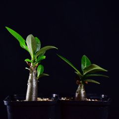 3UC 実生 2株セット アデニウム タイ ソコトラナム/キングコング コーデックス 塊根植物 2.5号鉢 アデニウム タイ ソコトラナム/キングコング