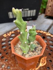 ユーフォルビア☆クラビコラ(クリビコラ) 鉢ごと