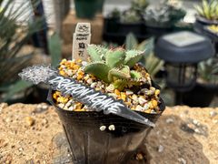 bDZWUFnWAbNKNSHZGihSFU.jpg@jpg