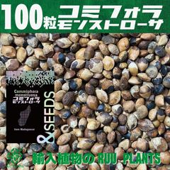 【種子100粒】コミフォラ・モンストローサ