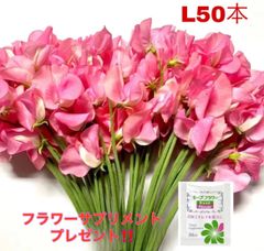 花 生花 切り花 花束 発送日に収穫 超新鮮 最速即日発送 産地直送 スイートピー L規格 50本 保水有り フラワー サプリメント ガーデニング インテリア 春の花 新春 切花