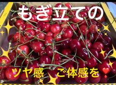 高級チェリースィーツ作るならコレ❣️減農栽培とれたて❣️酸味好きさん向け紅さやか1キロ 訳あり