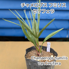 【人気のヤシ🌴追加します‼️】【鉢ごと発送】　チャメロプス　フミリス　セリフェラ　Chamaerops humilis var.cerifera　2025-3-5-chc2