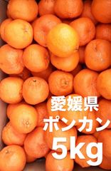 愛媛県産　ポンカン　柑橘　5kg