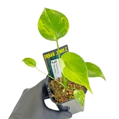 1 順化済 モンステラ イエローマリリン 2号ポット 即日ネコポス発送 1