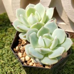 多肉植物 エケベリア属 静夜