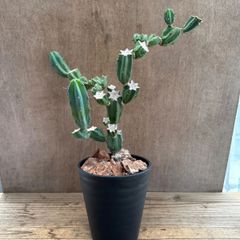 柱サボテン　竜神木　ブランチ仕立て②　現品　Myrtillocactus geometrizans  サボテン科　セレウス属　観葉植物 観葉 植物  多肉植物 多肉 カクタス サボテン インテリア プレゼント ミニ 小さい おうち時間