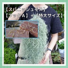 【スパニッシュモス専用フックA】＋【特大スパニッシュモス】 チランジア　ウスネオイデス エアプランツ ハンガー