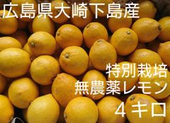 酸っぱいだけじゃない！甘味も感じる広島県大崎下島産 特別栽培レモン4キロ