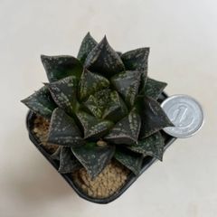 多肉植物　ハオルチア　カラス城　抜き苗　根付き