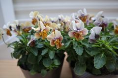 zaijin ビオラ 渋茶 | 3.5号 - 株式会社陽春園植物場【植物