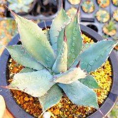 専用　パープルリナ錦&エルメス錦　抜き苗 単品