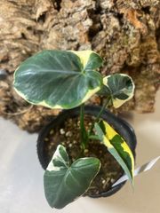 キサントソウマ　バリエガータ