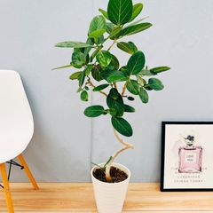 ［現品］♡おしゃれ♡  83番　フィカス　ベンガレンシス　曲がり　螺旋　8号　観葉植物　室内　大型　ゴムの木　育てやすい　受け皿付き 中