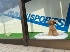 shop-thumbnail
