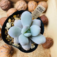 スノーチーズ　エケベリア　多肉植物　多肉