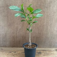 バオバブ ディギタータ ⑦ 現品 Adansonia digitata アオイ科 バオバブ属　観葉植物 観葉 植物 珍奇植物 珍奇 珍しい レア 希少 インテリア プレゼント おしゃれ かわいい リビング  グリーン アートプランツ　結婚祝い 新築祝い
