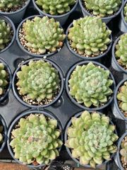抜き苗 ポンディング単頭 MY4×18株 ふっくら 多肉植物 エケベリア サボテン 韓国苗 新入荷