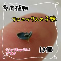 【ちっちゃいけどよく増える】多肉植物フェニックスの子株10個