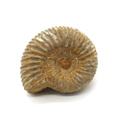 【送料無料】つくしサイエンス アンモナイト化石 オルソスフィンクテス 後期ジュラ紀 マダガスカル産 (15-20mm)【返品・交換保証】