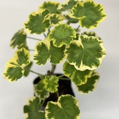 カラーリーフゼラニウム　地球錦　天竺葵　　ガーデニング　花壇　葉　紅葉　希少品種