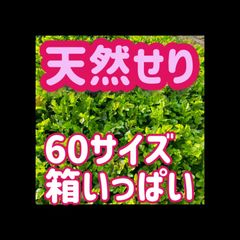 彩葉（あやは） - メルカリShops