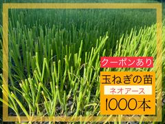 100引きの商品