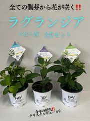 ベビー苗　ラグランジア　3点セット‼️  新色　クリスタルヴェール2   ブライダルシャワー　シャンデリーニ