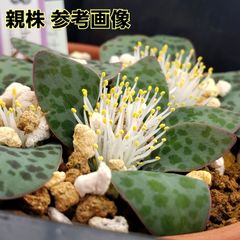 種子２０粒 ラケナリア プシラ ケープバルブ 球根 多肉植物