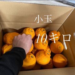 【小玉・10キロ】肥の豊（熊本オリジナル品種）