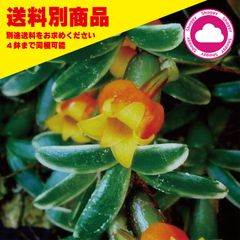 洋蘭 Mediocalcar decolatum variegata