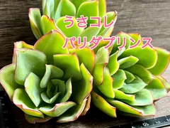 2023年最新】うさコレ多肉植物の人気アイテム - メルカリ