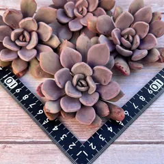 2025年最新】デビー 多肉の人気アイテム - メルカリ 