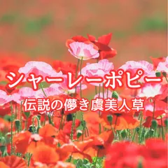 2024年最新】ポピーの花の人気アイテム - メルカリ