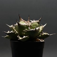 "agave titanota" アガベ チタノタ【阿修羅】 管理2294