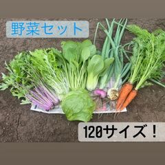 季節の旬の野菜セット120サイズ(冷蔵)