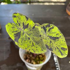【希少】コロカシア モヒート 美株　colocasia mojito