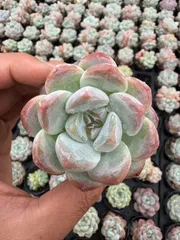 ⑳大きめ苗! 青鬼❣️紅染華❣️ブルーバニラ❣️もみじ飴❣️メルカリ便込 2025年最新】飴心 多肉の人気アイテム - メルカリ