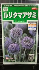 ルリタマアザミ 種 ３袋セット