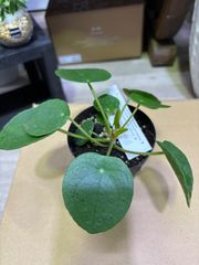 ピレア・ペペロミオイデス　3号　可愛い　観葉植物　インテリア　グリーン　人気