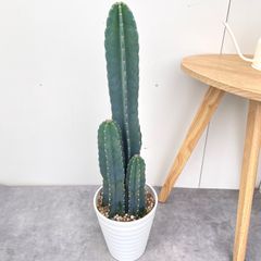 ザミア　プミラ　メキシコソテツ【現品】観葉植物　大型　10号 dショッピング |ザミア （プミラ） セメント シリンダー型 陶器