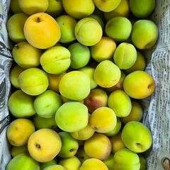 クール発送❣️函館近郊産青梅6キロサイズM以上混合 ラスト1箱！2L〜4Lサイズ前後◇クール便◇岩手県九戸産「豊後梅