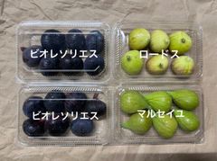 いちじく　ビオレソリエス、マルセイユ、ロードス　クール便
