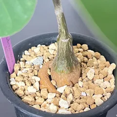 【新鮮】ボンバックス　自家採取種子　20粒　ネコポス発送 新鮮】ボンバックス 自家採取種子 20粒 ネコポス発送 新鮮】ボン