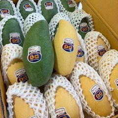 [4月23日に再入荷、入荷次第出荷] *Thai Mango mix box*  生鮮 フレッシュ　タイ産キオサウェイ種マンゴー　+ タイ産ライプマンゴー　1箱～5kg